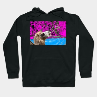 Kamel / Swiss Artwork Photography Hoodie